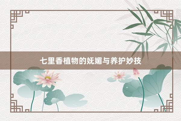 七里香植物的妩媚与养护妙技